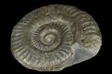 Jurassic Ammonite (Hildoceras) - England #181880-1